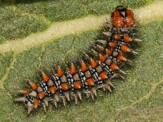 Roter Scheckenfalter Melitaea didyma Spotted Fritillary