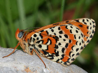 Roter Scheckenfalter Melitaea didyma Spotted Fritillary