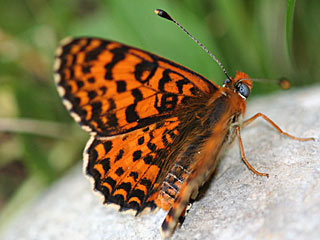 Roter Scheckenfalter Melitaea didyma Spotted Fritillary