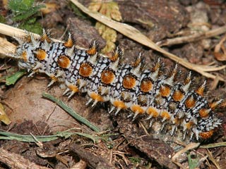 Roter Scheckenfalter Melitaea didyma Spotted Fritillary