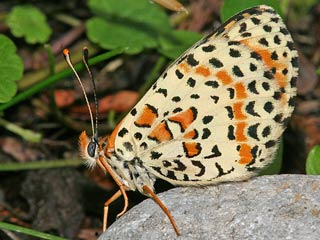 Roter Scheckenfalter Melitaea didyma Spotted Fritillary