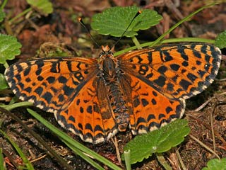 Roter Scheckenfalter Melitaea didyma Spotted Fritillary