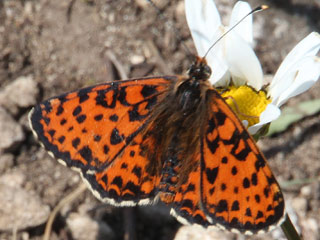 Roter Scheckenfalter Melitaea didyma Spotted Fritillary