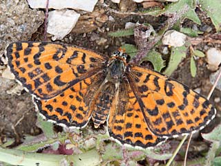 Roter Scheckenfalter Melitaea didyma Spotted Fritillary