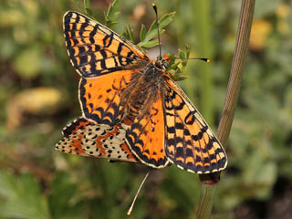 Roter Scheckenfalter Melitaea didyma Spotted Fritillary