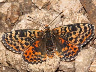 Roter Scheckenfalter Melitaea didyma Spotted Fritillary