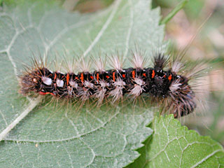 Ampfereule Acronicta rumicis Knot Grass Eule Eulenfalter