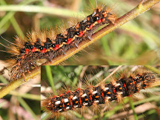 Ampfereule Acronicta rumicis Knot Grass Eule Eulenfalter