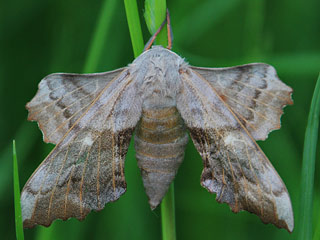 Pappelschwärmer Laothoe populi Poplar Hawk-moth (12829 Byte)