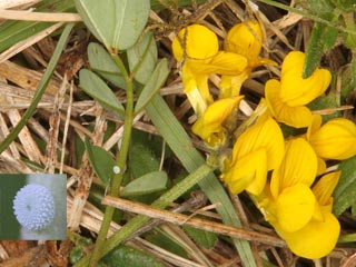 Eiablage Himmelblauer Bläuling Polyommatus (Meleageria)(Lysandra) bellargus Adonis Blue Bläuling