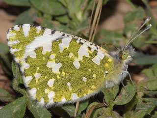 Euchloe crameri Westlicher gesprenkelter Weiling  Western Dappled White