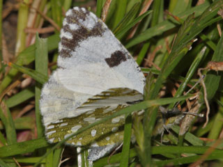 Euchloe crameri Westlicher gesprenkelter Weiling  Western Dappled White