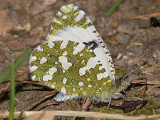 Euchloe crameri Westlicher gesprenkelter Weiling  Western Dappled White