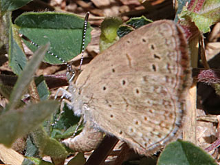 Zizeeria knysna African Grass Blue