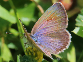 Zizeeria knysna African Grass Blue