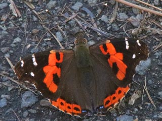 Vanessa vulcania  Kanarischer Admiral  Canary Red Admiral