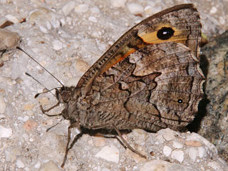 Hipparchia cypriensis  Cyprus Grayling