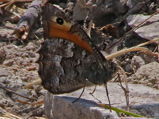 Hipparchia cypriensis  Cyprus Grayling