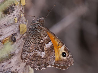 Hipparchia cypriensis  Cyprus Grayling