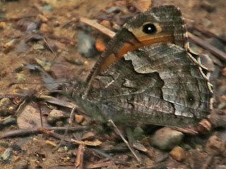 Hipparchia cypriensis  Cyprus Grayling