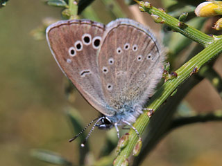 Glaucopsyche  paphos  Paphos Blue