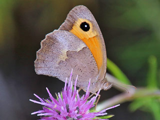 Maniola cypricola  Cyprus Meadow Brown