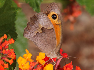 Maniola cypricola  Cyprus Meadow Brown