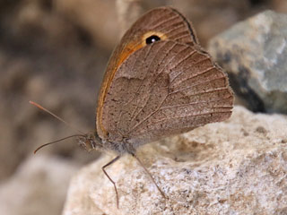 Maniola cypricola  Cyprus Meadow Brown