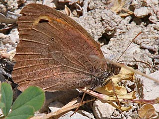 Maniola cypricola  Cyprus Meadow Brown