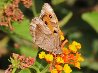 Hyponephele lupinus  Oriental Meadow Brown