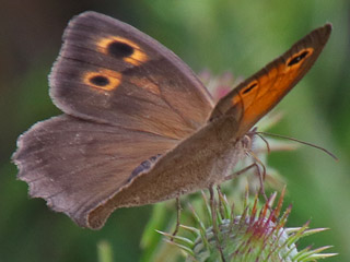 Hyponephele lupinus  Oriental Meadow Brown