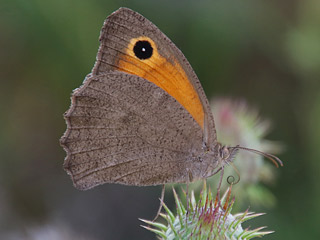 Hyponephele lupinus  Oriental Meadow Brown