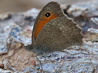 Hyponephele lupinus  Oriental Meadow Brown