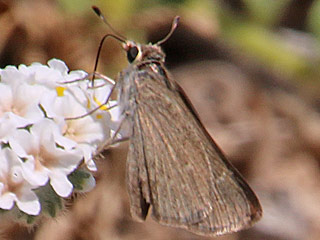 Gegenes pumilio  Gegenes nostrodamus  Pigmy Skipper  Mediterranean Skipper