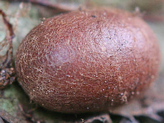 Kokon  Grosser Schneckenspinner (Schildmotte) Apoda limacodes The Festoon