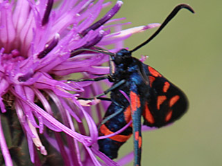 Vernderliches Widderchen Zygaena ephialtes