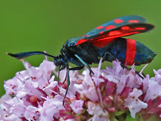 Vernderliches Widderchen Zygaena ephialtes