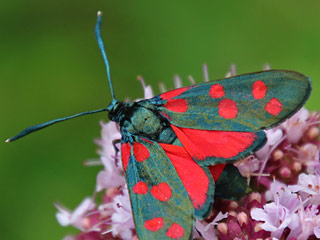 Vernderliches Widderchen Zygaena ephialtes