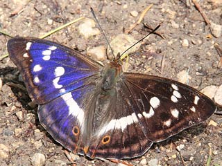 Großer Schillerfalter Apatura iris Purple Emperor