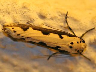 Ethmia bipunctella 