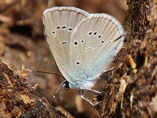 Rotklee-Bläuling Violetter Wald-Bläuling Polyommatus semiargus Mazarine Blue