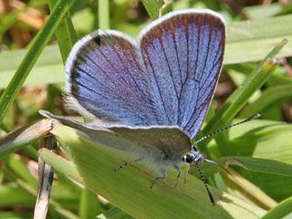 Rotklee-Bläuling Violetter Wald-Bläuling Polyommatus semiargus Mazarine Blue