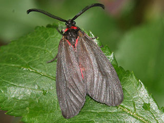 Trauerwidderchen Aglaope infausta