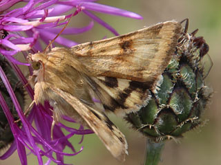 Karden-Sonneneule Heliothis viriplaca Marbled Clover