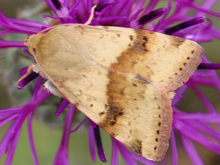 Karden-Sonneneule Heliothis viriplaca Marbled Clover