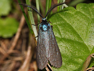 Rhagades pruni Heide-Grnwidderchen Zygaenidae