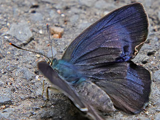 Blauer Eichenzipfelfalter Neozephyrus quercus Purple Hairstreak