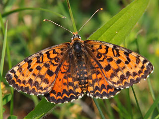 Weibchen  Roter Scheckenfalter Melitaea didyma Spotted Fritillary