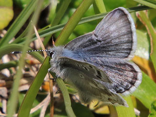 Plebeius glandon Dunkler Alpenbluling Glandon Blue