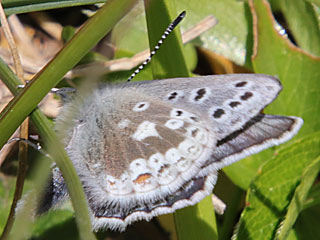 Plebeius glandon Dunkler Alpenbluling Glandon Blue